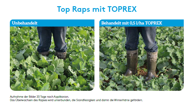 Marketing Marketing%20Toprex.png