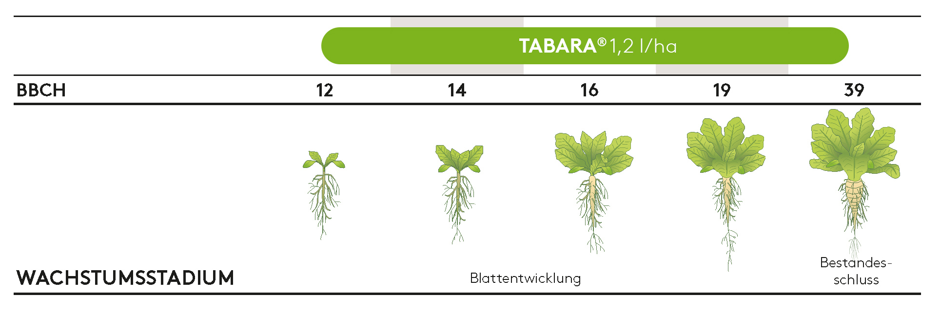 Frühjahr TABARA_AWE2026.jpg