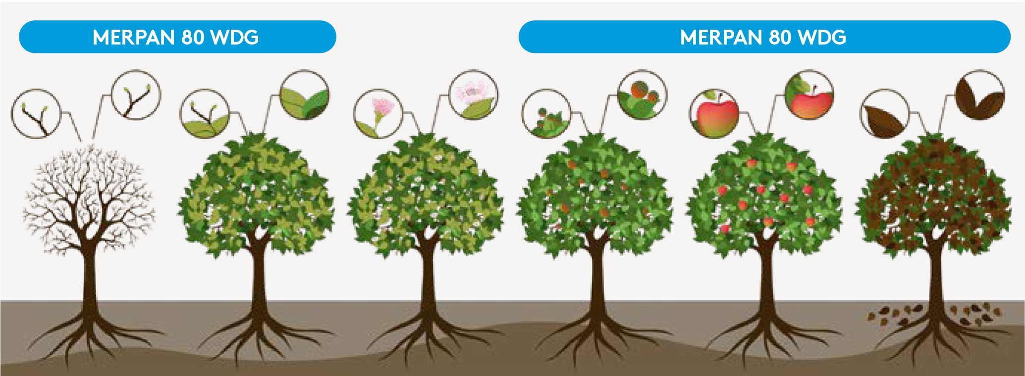Frühjahr MERPAN80WDG_AT_AWE2026.jpg