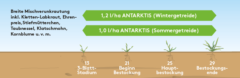 Frühjahr ADA_Anwgrafik_ABR_FJ_800px_DE_LY03_ANTARKTIS.png