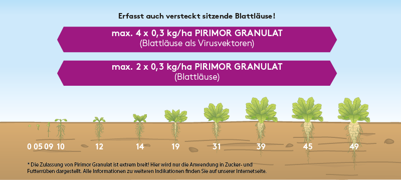 48+ Pirimor Granulat Zierpflanzen, Gemeine kreuzdornblattlaus (aphis